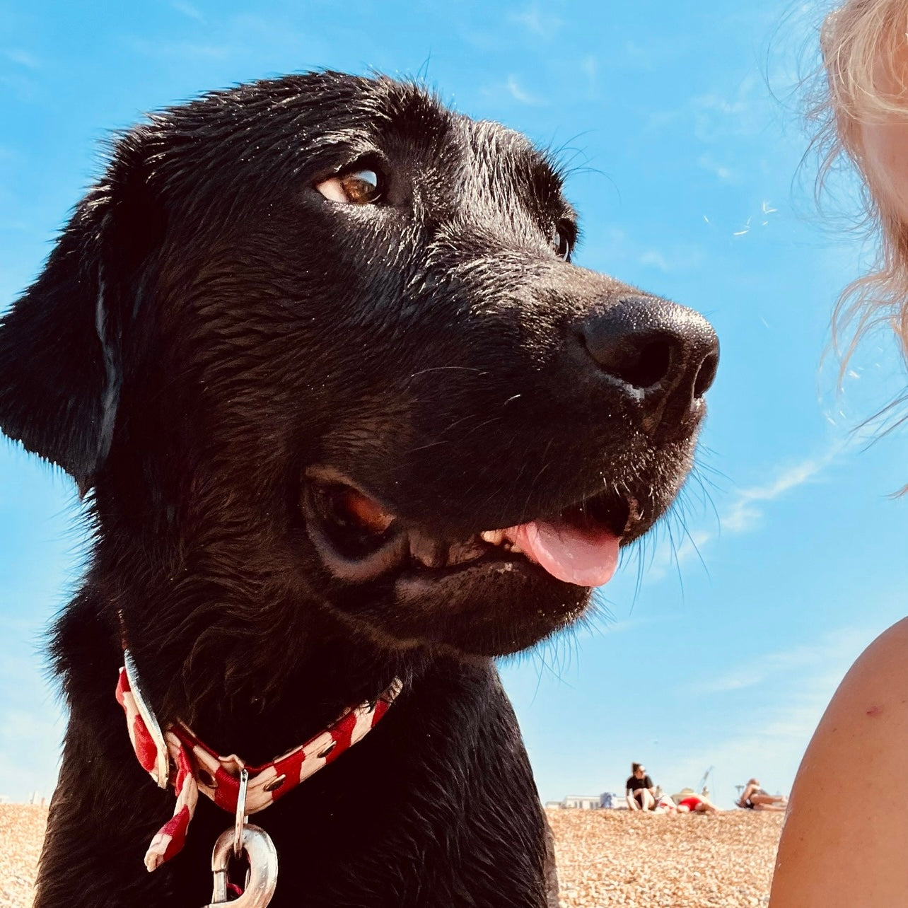 Vegan Fabric Collars & Leads