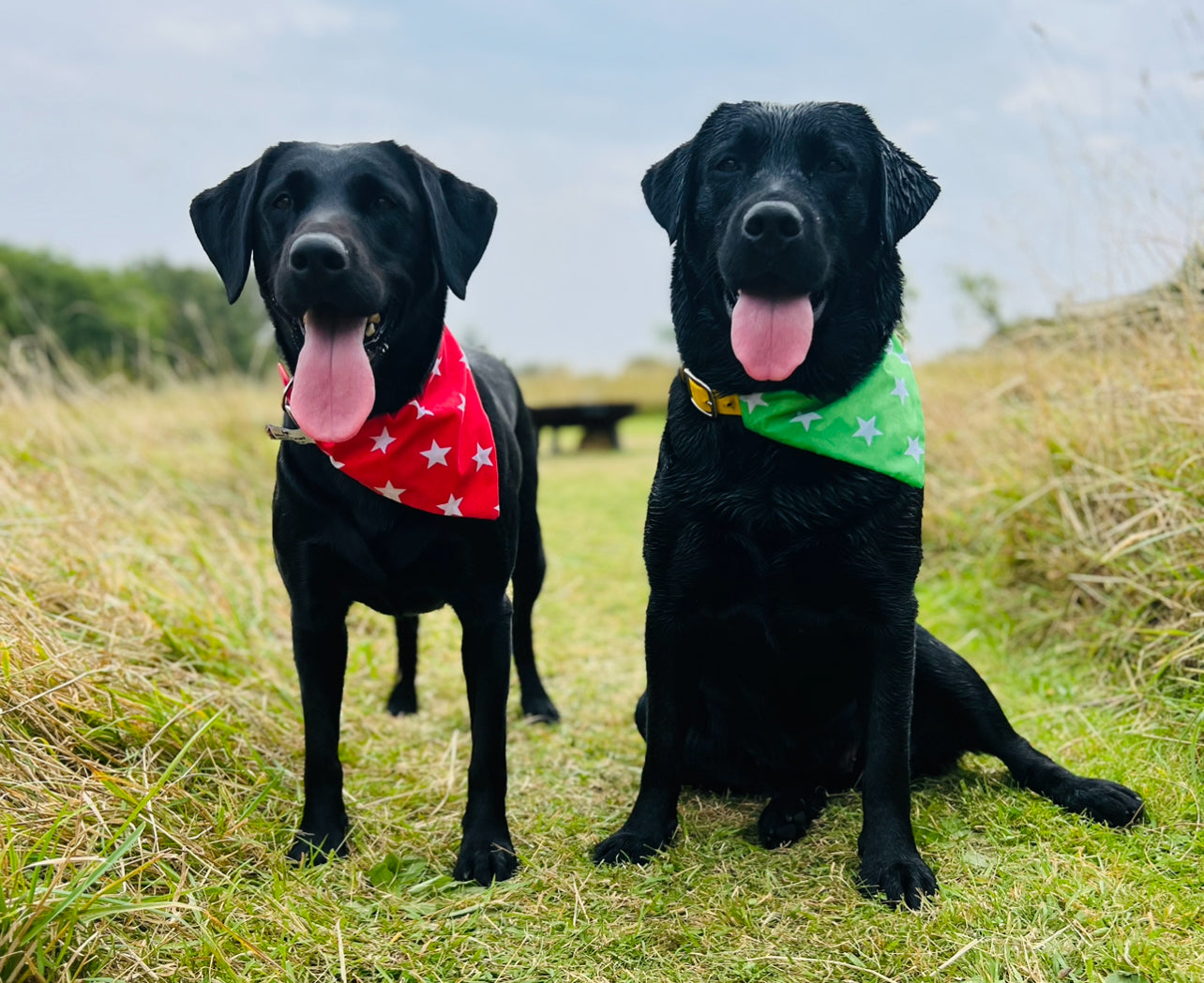 dog bandanas, bandanas for dogs, Creature Clothes
