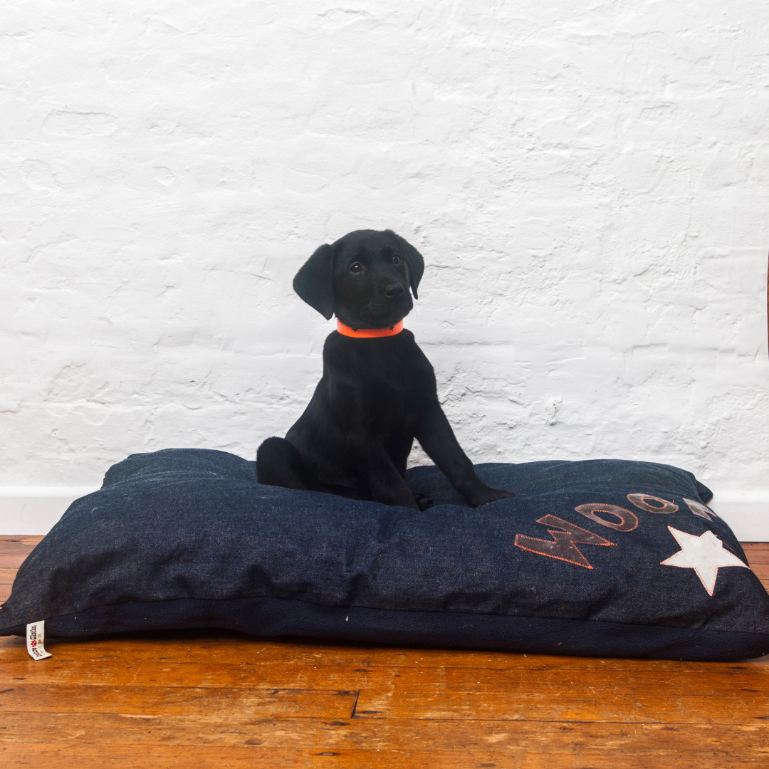 Dog beds, Creature Clothes