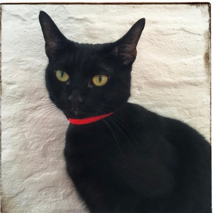 Cat Fountains & Grooming