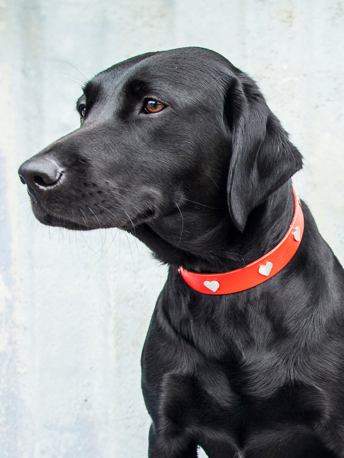 Silver Heart Dog Collars & Leads