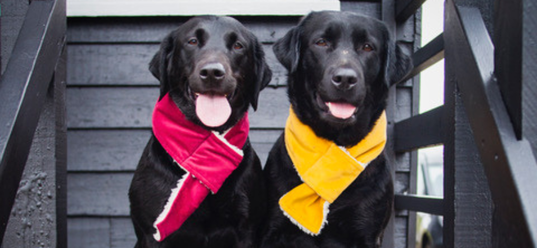 Dog Scarves, doggy scarf, velvet dog scarves, walberswick, labrador dog scarf, sherpa doggy scarf