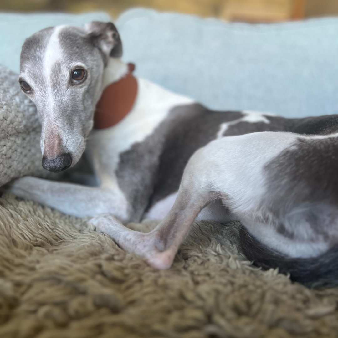 Sighthound dog collar in chocolate brown leather, Creature Clothes
