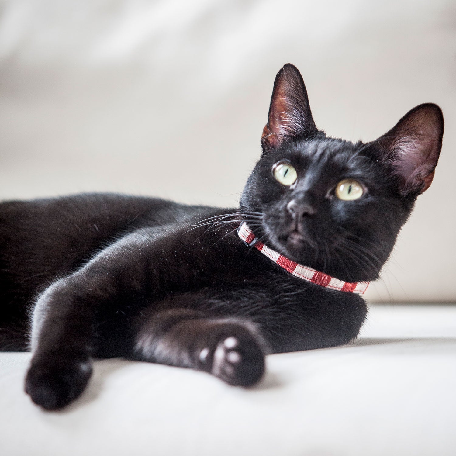 black cat, cat collar, red and white striped collar, Creature Clothes