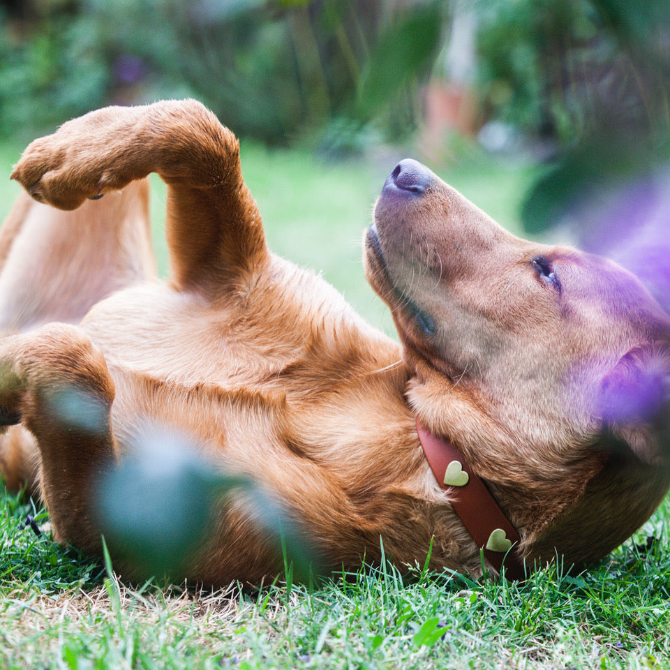 Brass Heart Dog Collars & Leads