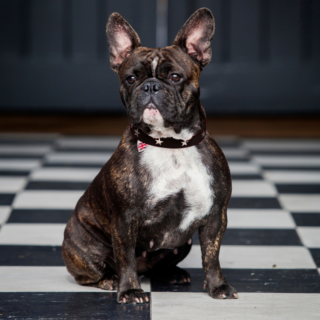 Silver Star Dog Collars & Leads