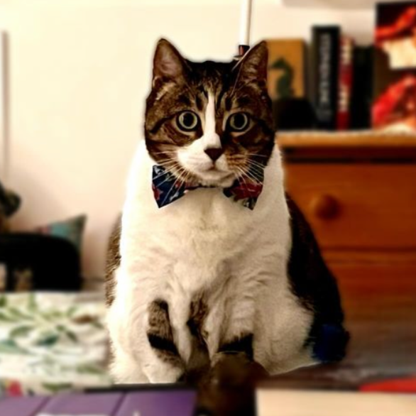 Dog & Cat Bow Tie - Red Tartan