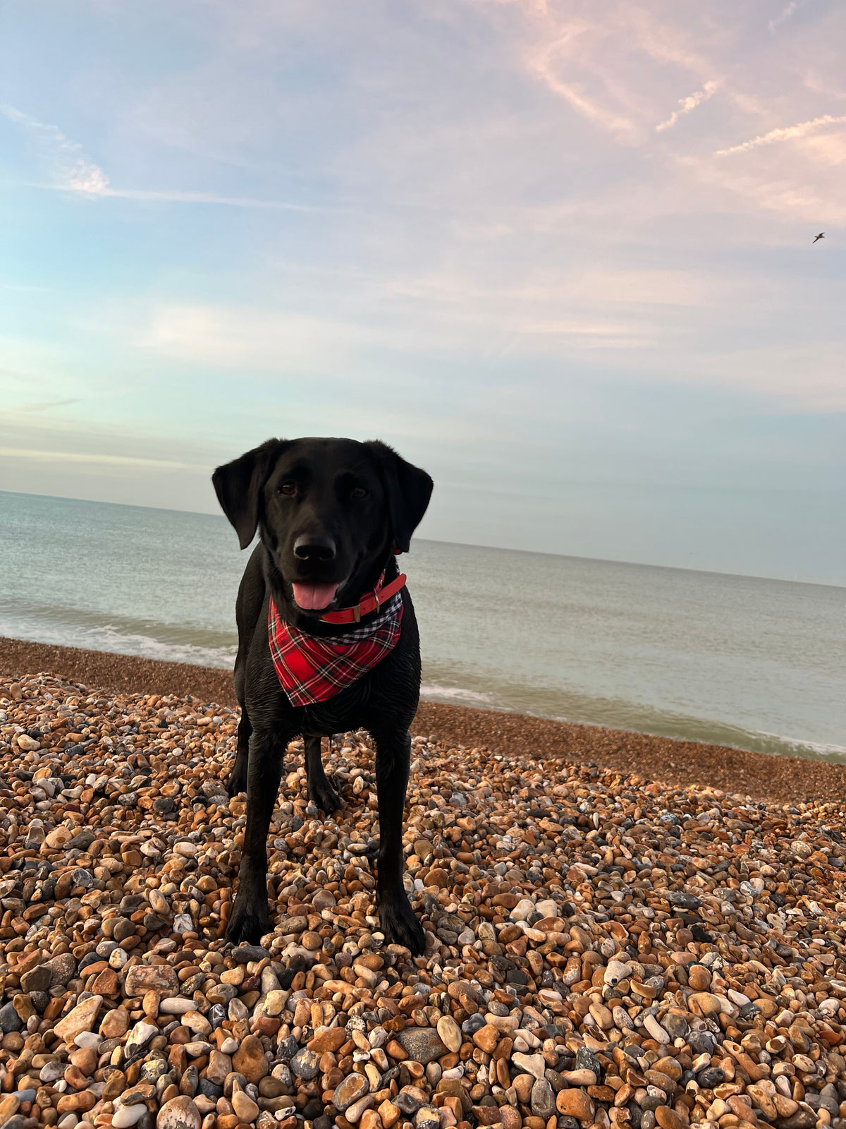 Tie on Dog Bandana - Royal Stewart Red Tartan / Black Gingham