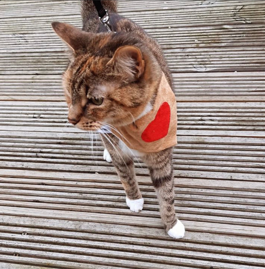 Slip on Dog & Cat Bandana - Red Heart on Tan Design