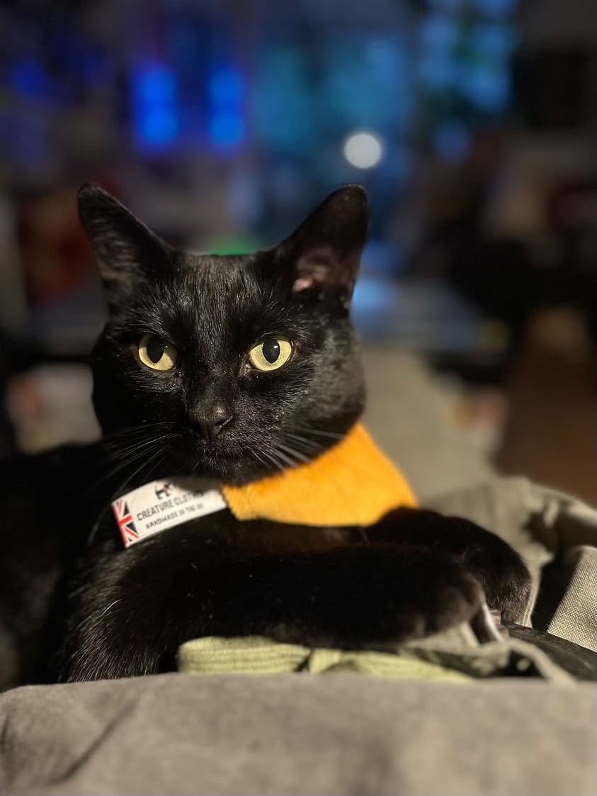 Slip on Dog & Cat Bandana in Mustard Cord Design