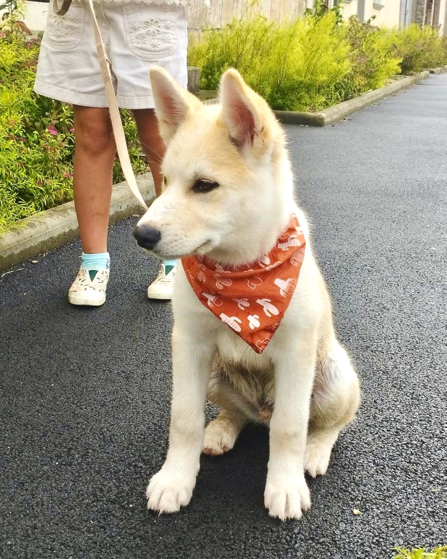Slip on Dog Bandana in Cactus Design