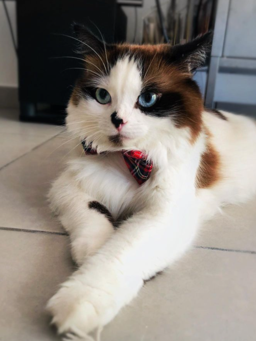 Dog & Cat Bow Tie - Red Tartan