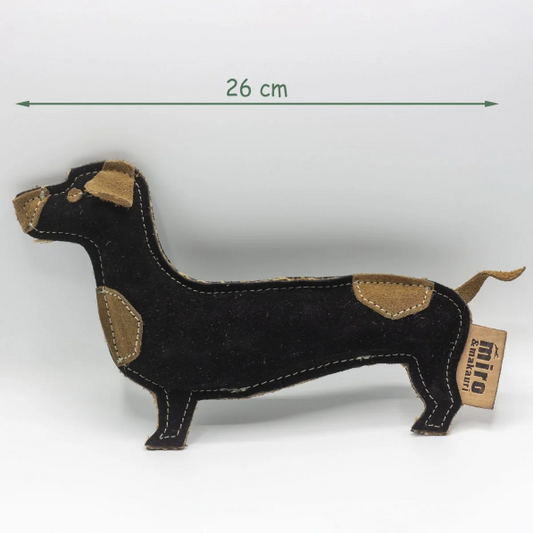Douglas Dachshund
