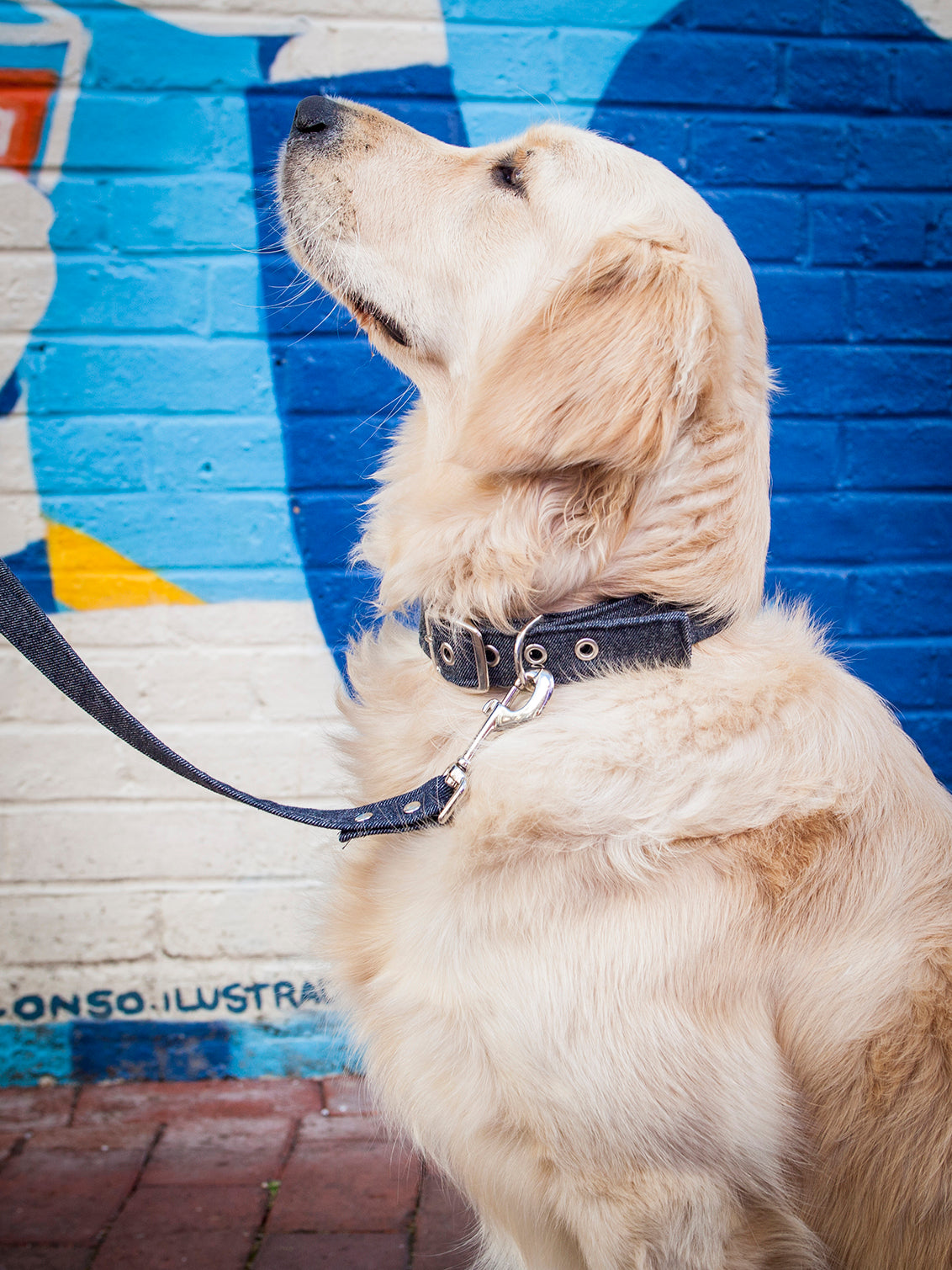 Vegan Fabric Dog Collar in Denim