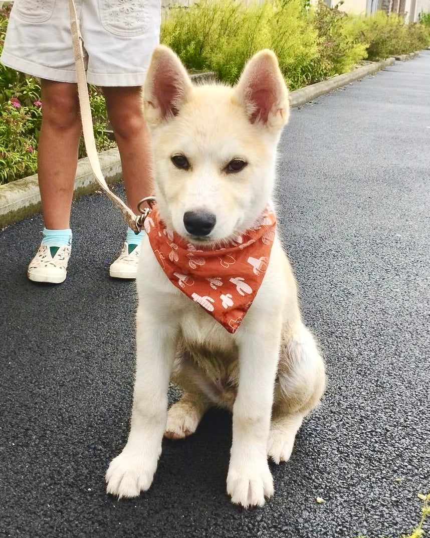 Slip on Dog Bandana in Cactus Design