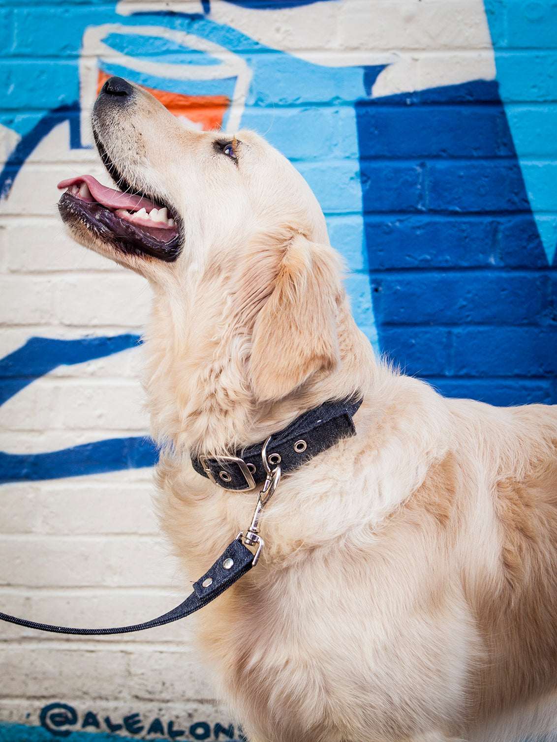 Vegan Fabric Dog Collar in Denim