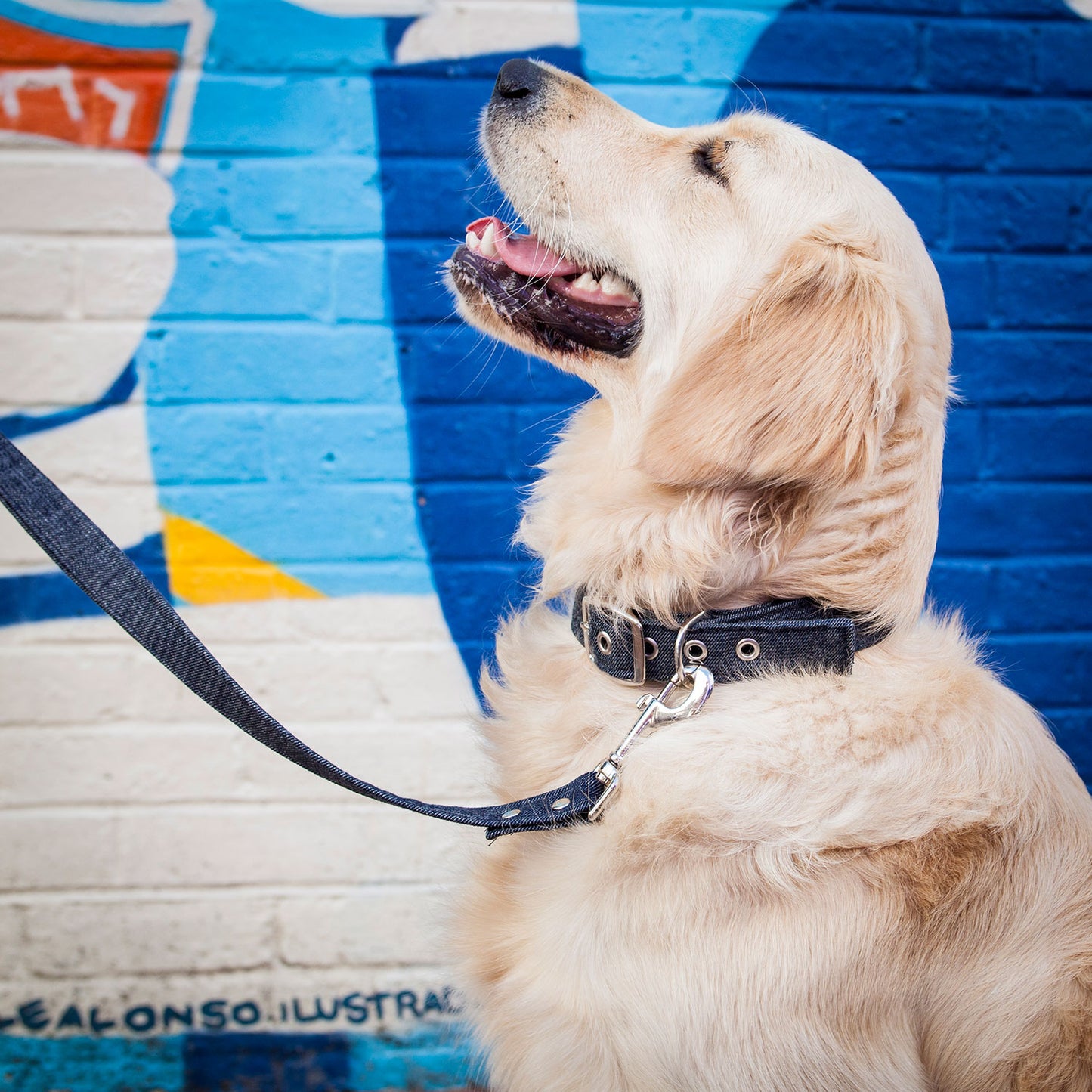 Vegan Fabric Dog Collar in Denim