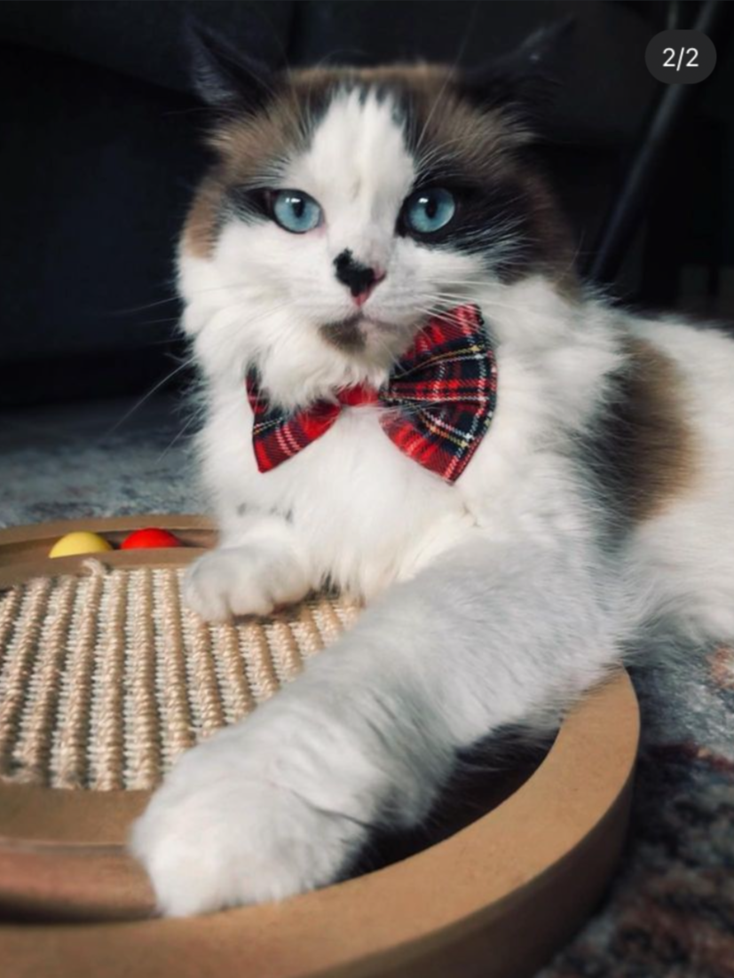 Dog & Cat Bow Tie - Red Tartan