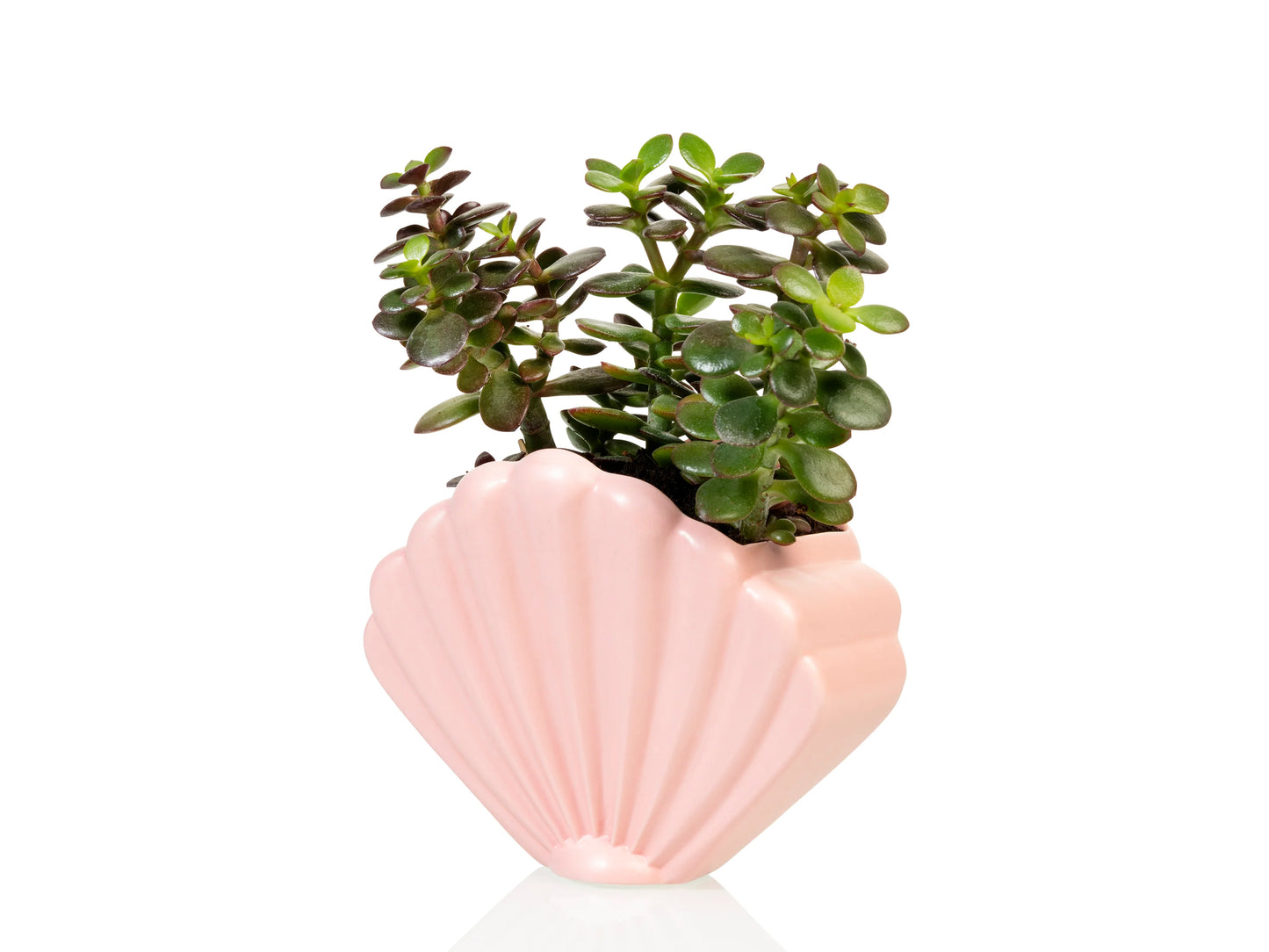 Atlantis Shell Planter