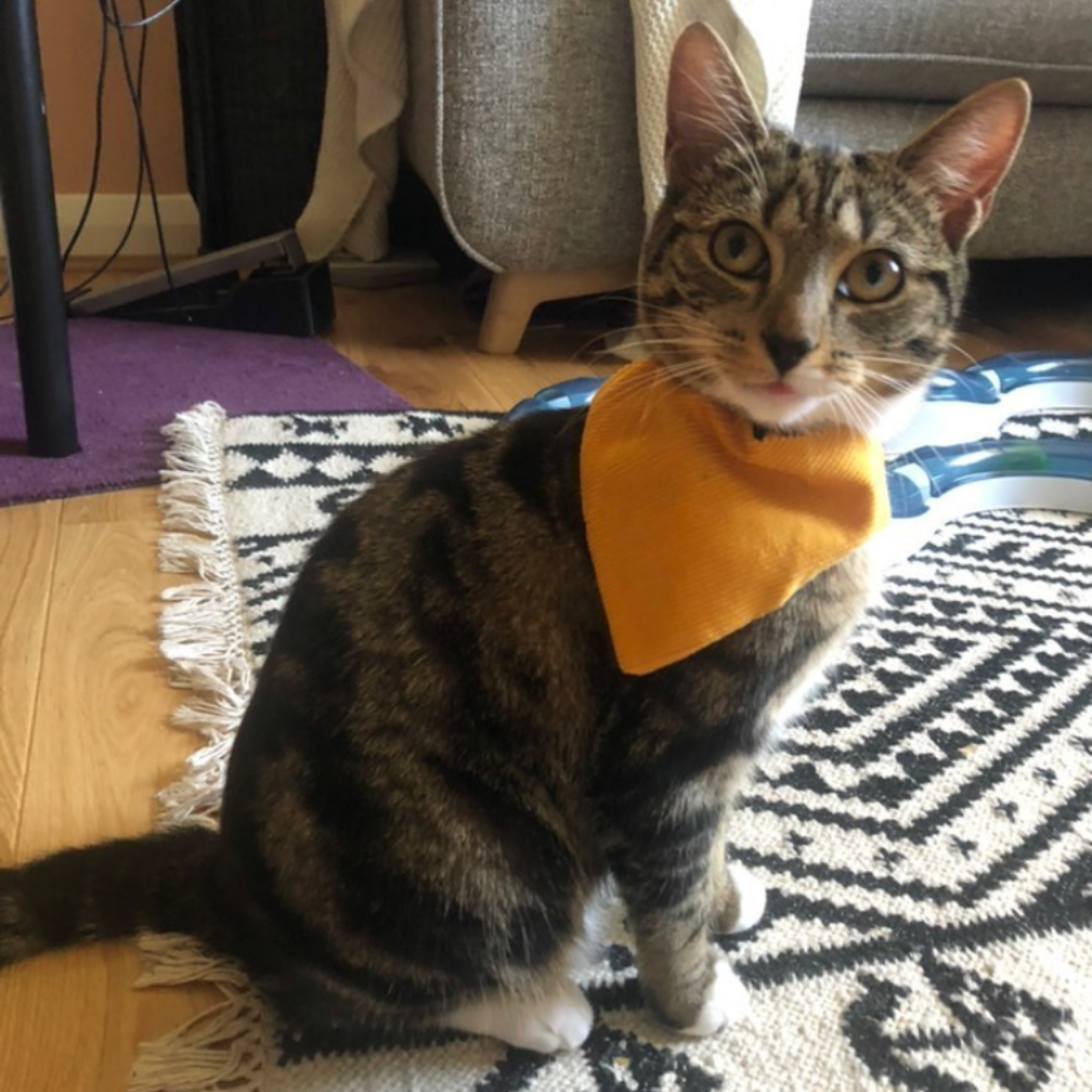 Slip on Dog & Cat Bandana in Mustard Cord Design