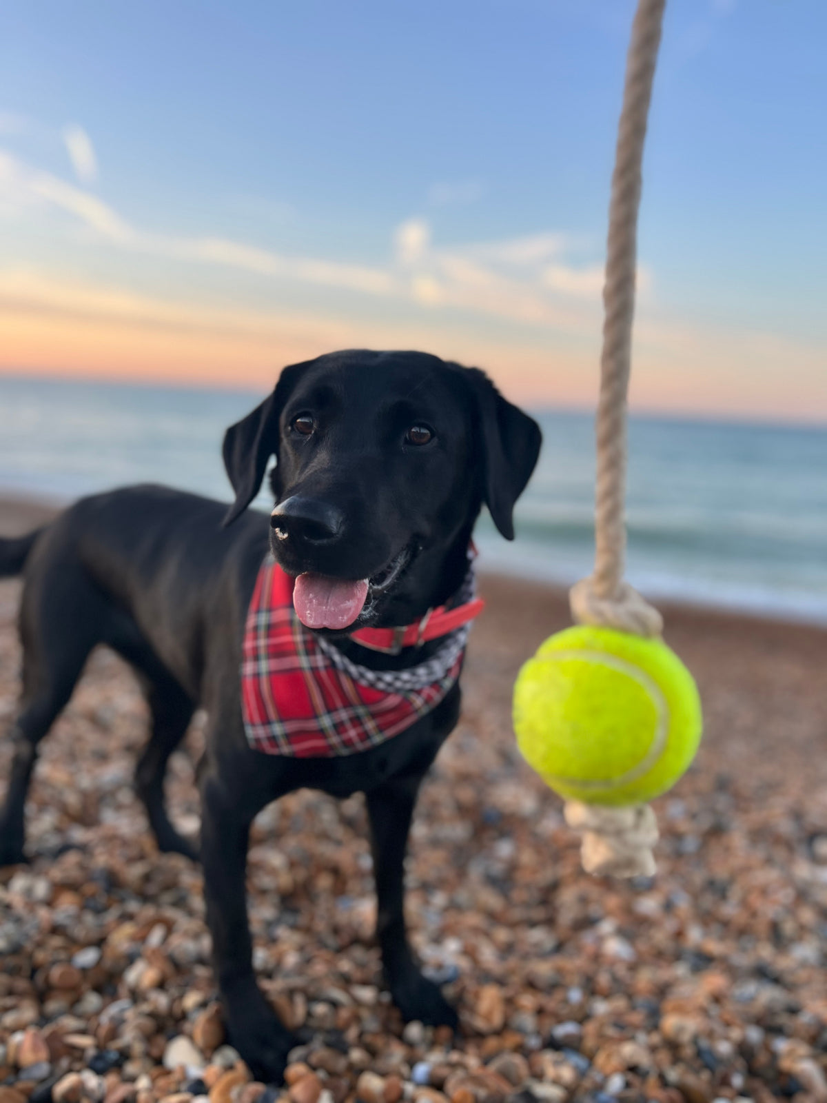 Tie on Dog Bandana - Royal Stewart Red Tartan / Black Gingham