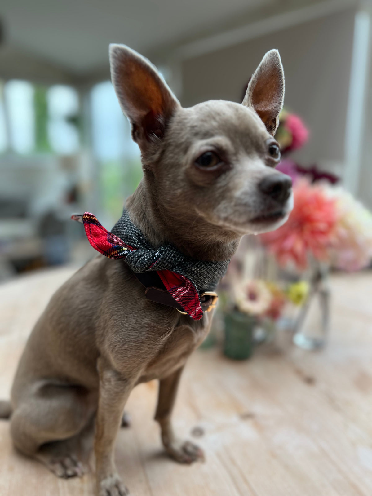 Tie on Dog Bandana - Red Tartan / Grey Jack Tweed
