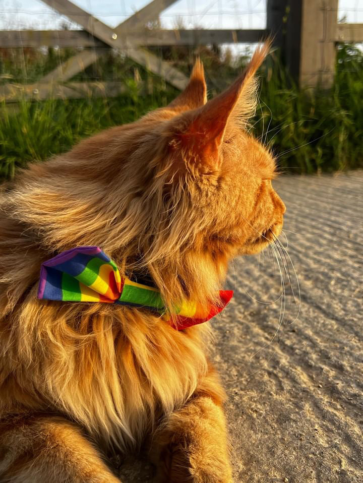 Dog & Cat Bow Tie - Pride Design