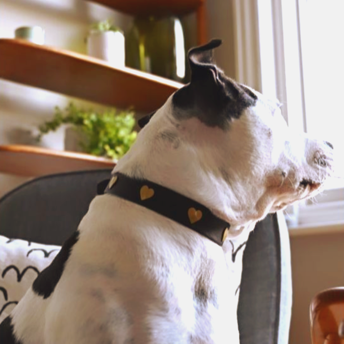 Pet Supplies Pets At Home Dog Collars Leather Pets At Home High