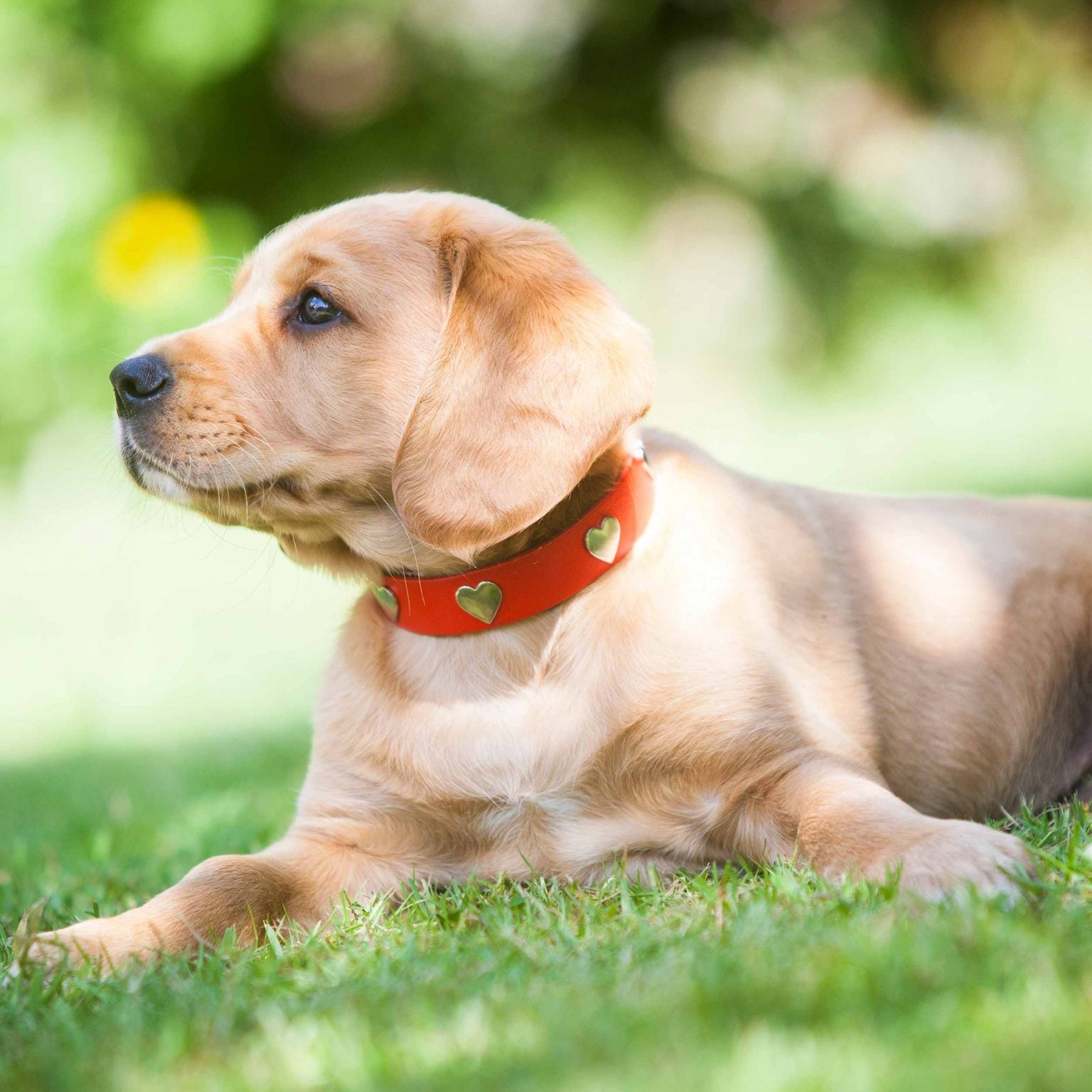 Brass Heart Red Leather Dog Collar, Creature Clothes