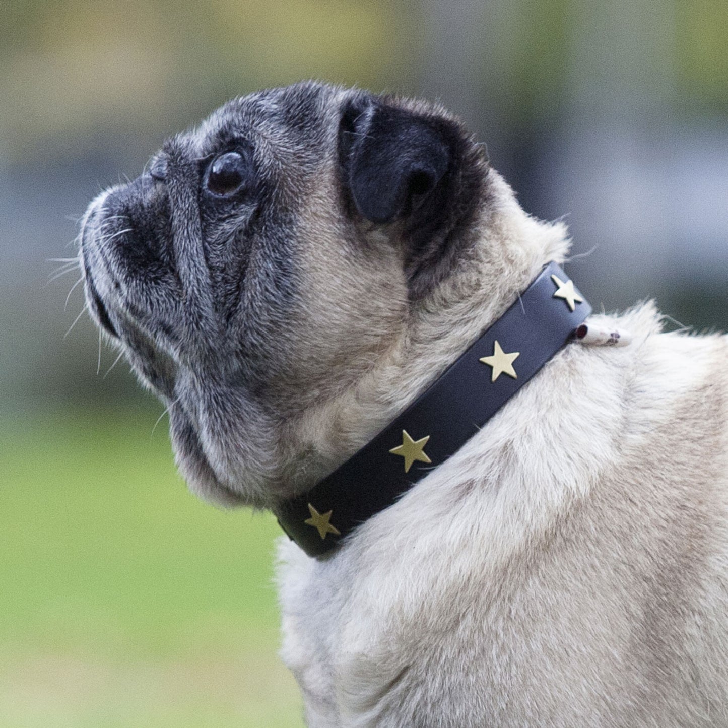 Brass Star Black Leather Dog Collar, Creature Clothes