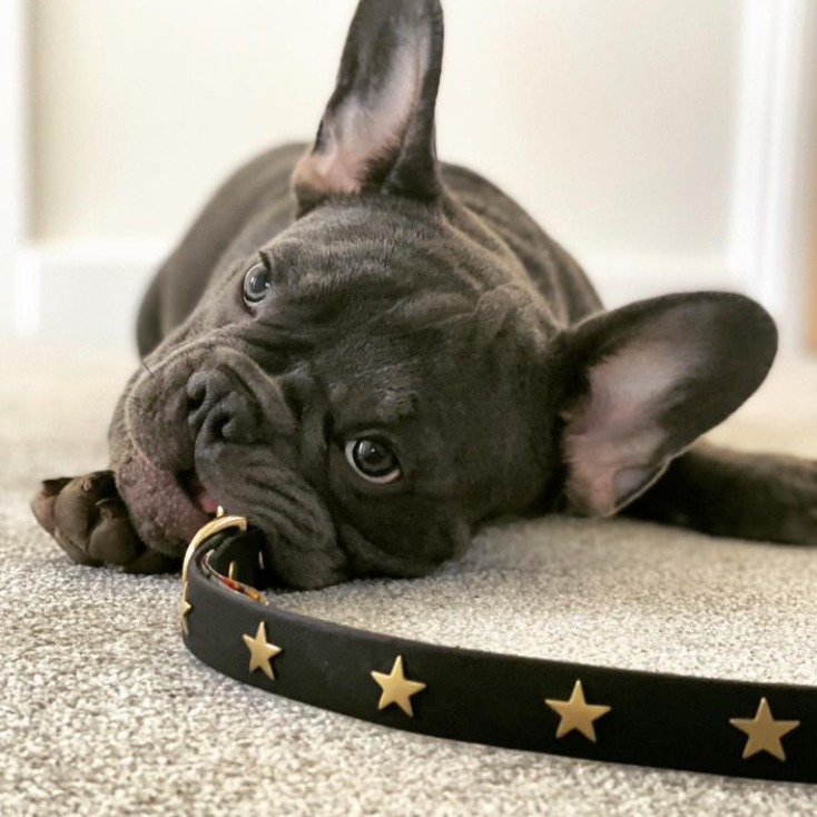 Brass Star Black Leather Dog Collar on a French Bulldog, Creature Clothes
