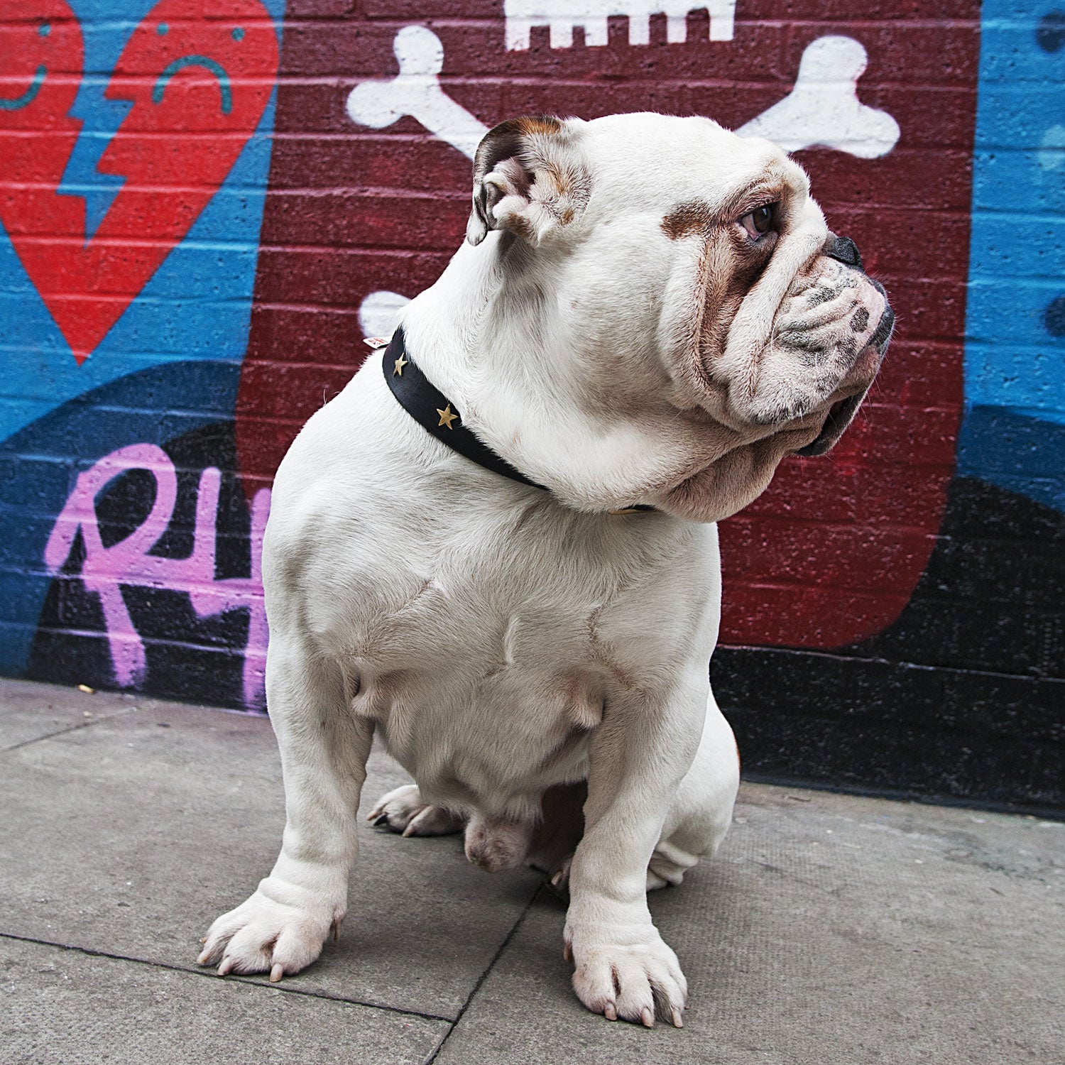 Brass Star Black Leather Dog Collar, Creature Clothes