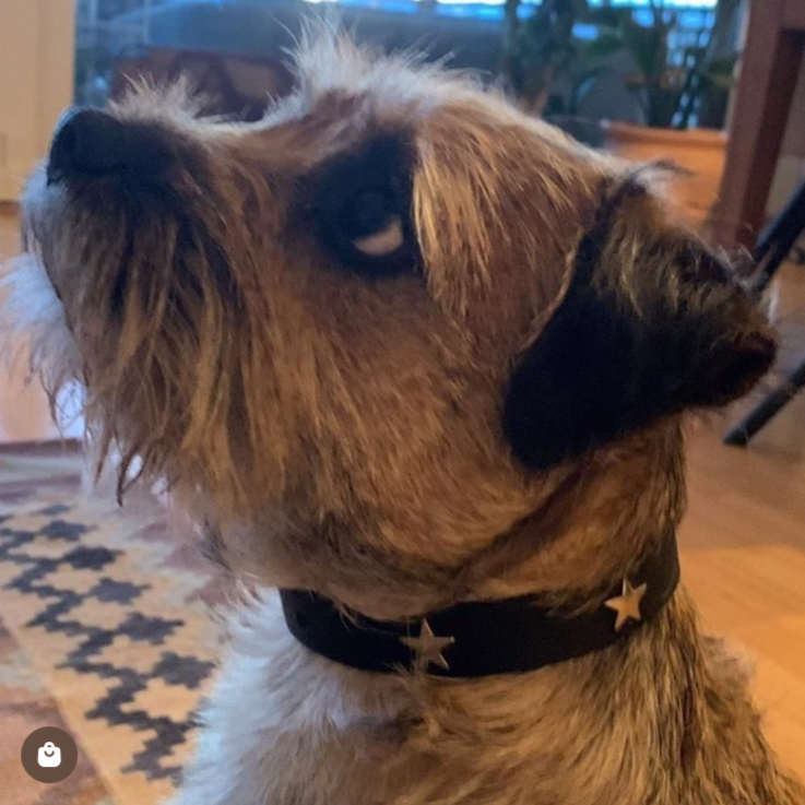 Brass Star Black Leather Dog Collar on a dog, Creature Clothes