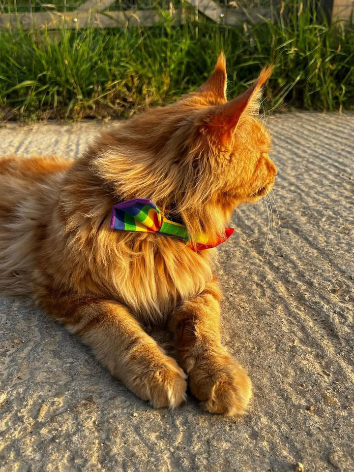 Dog & Cat Bow Tie - Pride Design