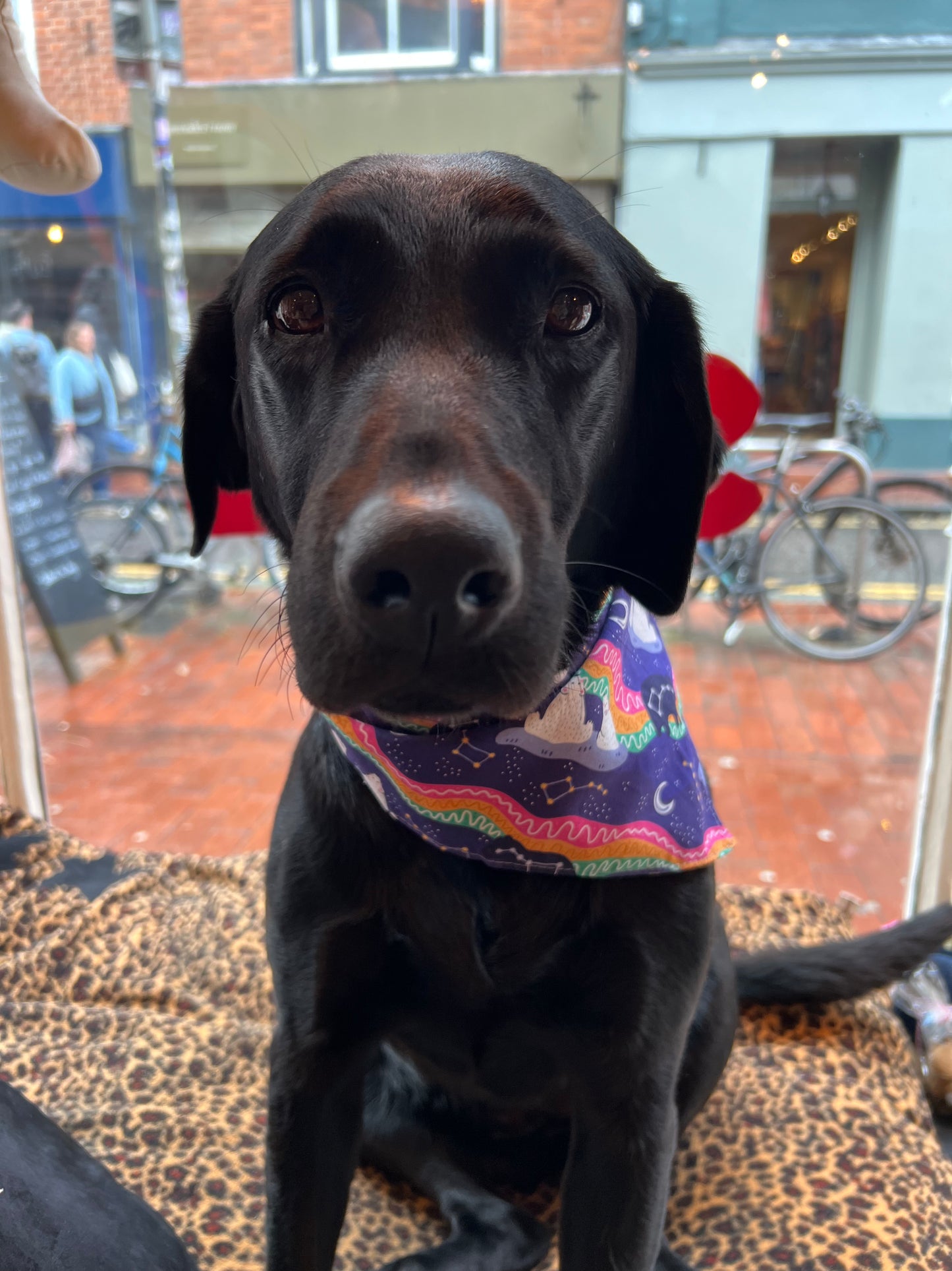 Tie on Dog Bandana - Purple Polar Bear / Northern Lights