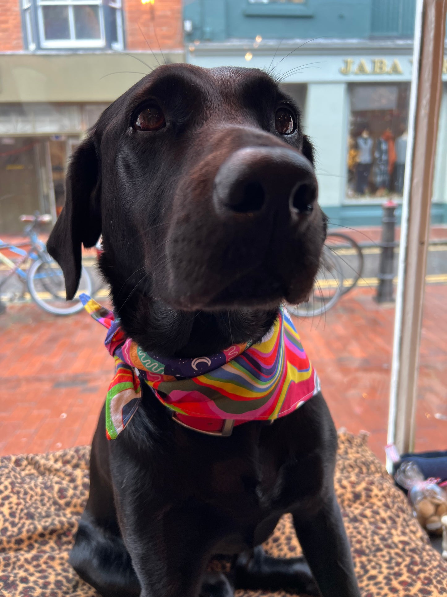 Tie on Dog Bandana - Purple Polar Bear / Northern Lights