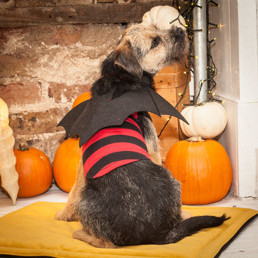T Shirt with velcro on Batwings or Christmas Holly