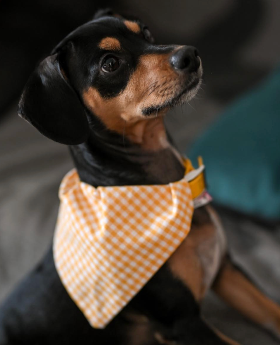 dog bandana, bandanas for dogs, yellow gingham design, dog bandana, slip on collar dog bandana, bandanas for dog collars, Creature Clothes