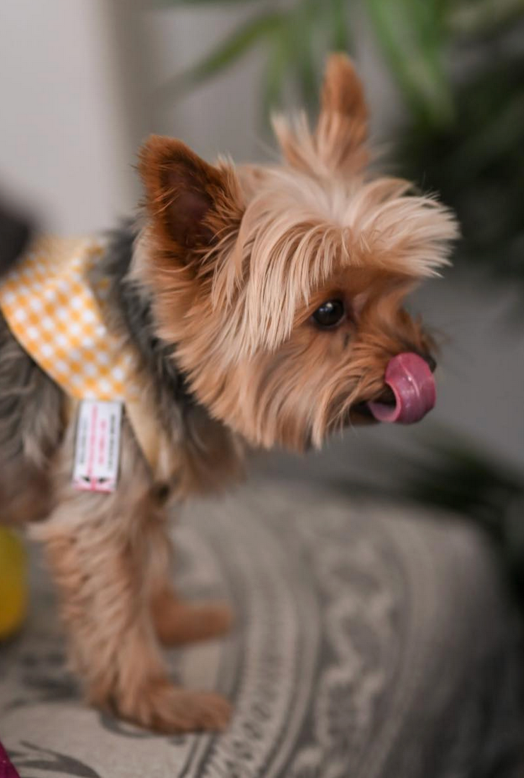 dog bandana, bandanas for dogs, yellow gingham design, dog bandana, slip on collar dog bandana, bandanas for dog collars, Creature Clothes