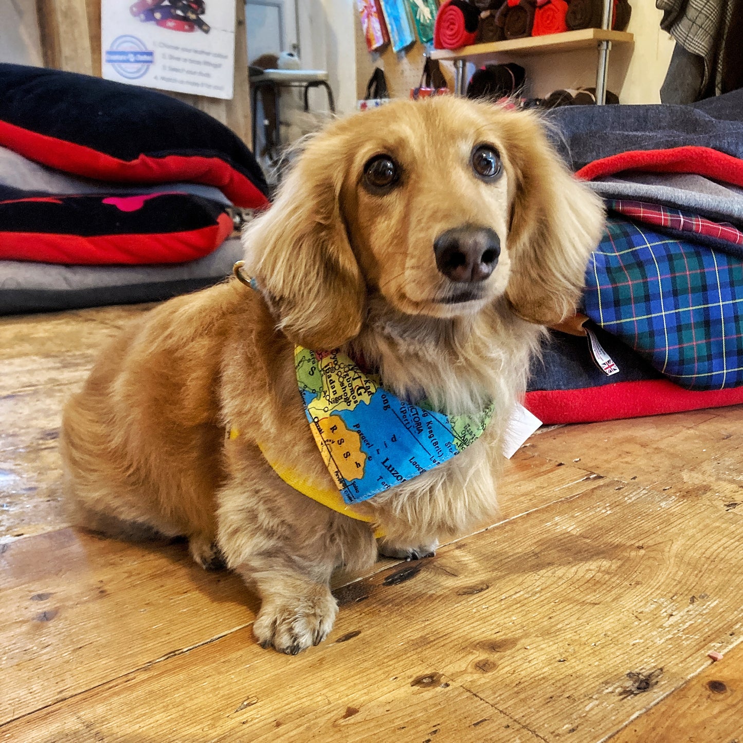 SALE - Slip on Dog Bandana in The Map