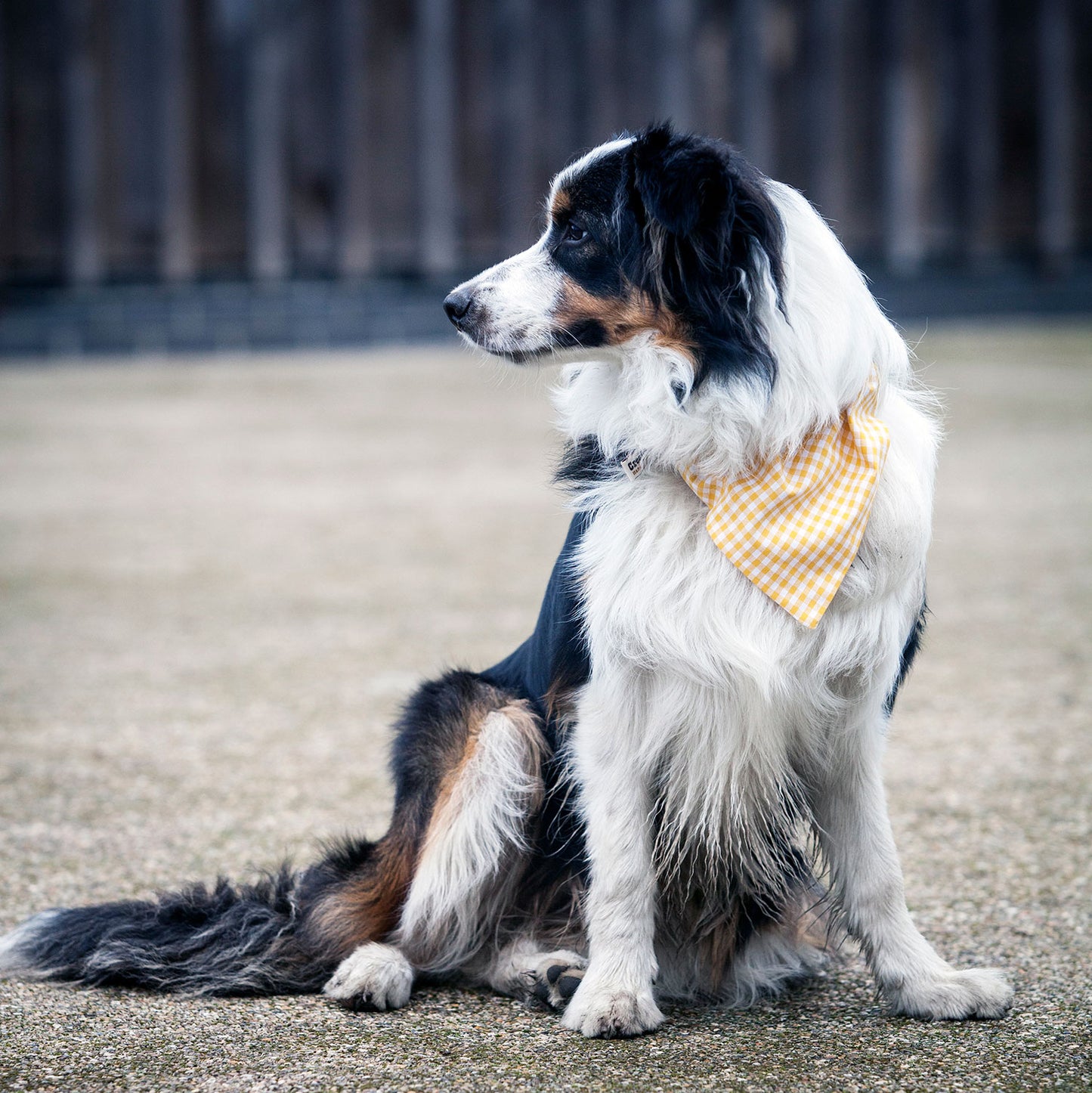 Slip on Dog Bandana in Gingham Yellow Design