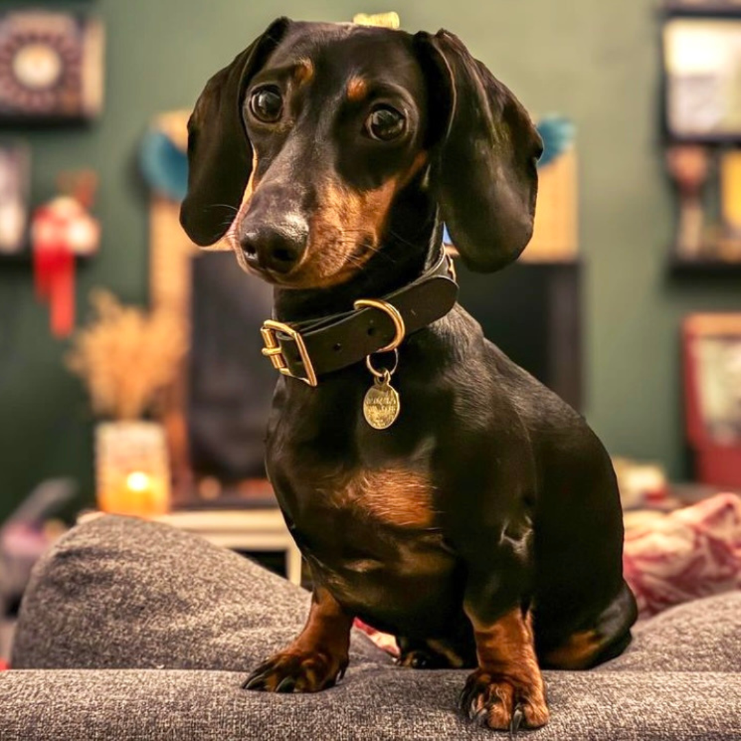 Plain Black Leather Dog Collar – Creature Clothes