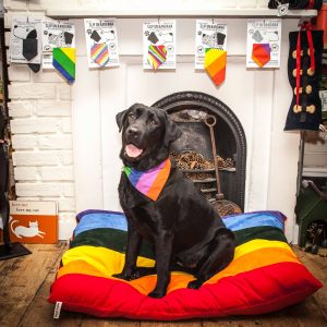 Buzz the Labrador on a Pride Rainbow Dog Bed